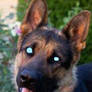 The Converts: German Shepherd