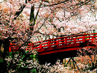 Blossom Bridge