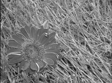 a fallen flower