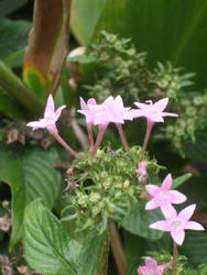 Pink petals