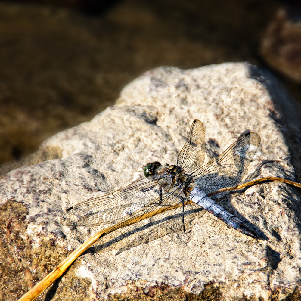 dragonfly