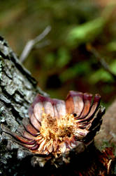 Mushroom Hunting 2