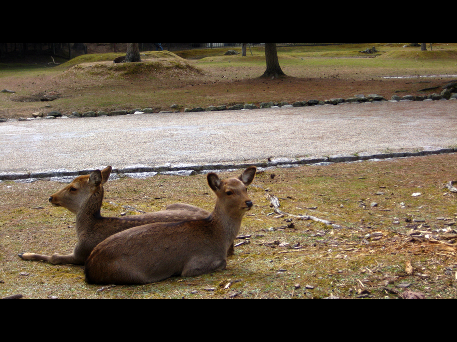 Naras deers