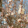 The Apricot Blossomed