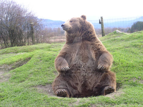 Sitting Bear