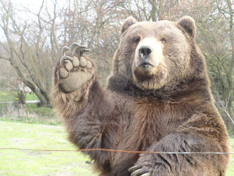 Waving Bear