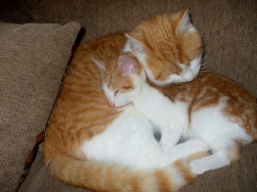 chowder and sweetie sleeping by maciemarieturner555 on DeviantArt