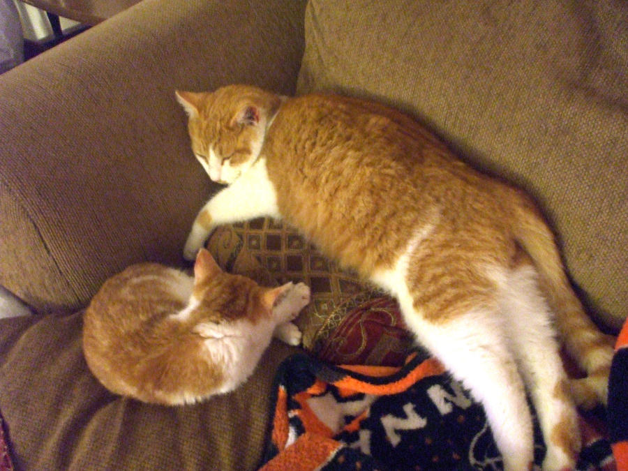 chowder and sweetie sleeping 2 by maciemarieturner555 on DeviantArt