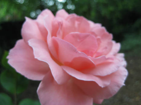 A Pink Rose