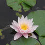 water lily with frog