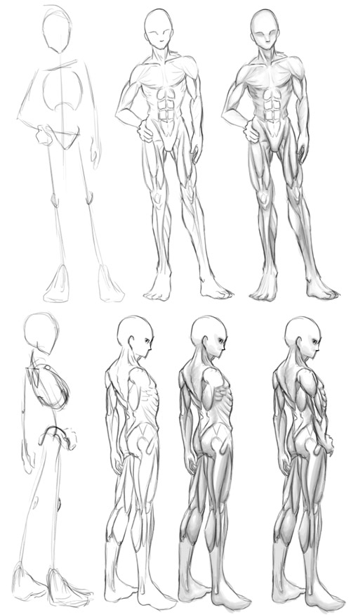 Update more than 76 anime muscle anatomy latest