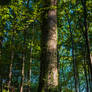 Climbing Trees