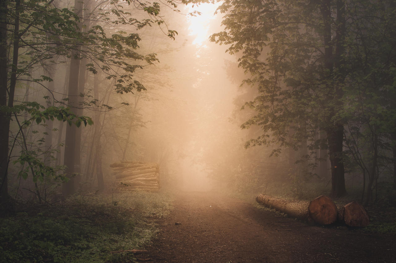 Pull Into Mist Into the Mist by 1darkstar1 on DeviantArt