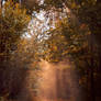Path into bliss