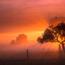 Autmn Fog at sunrise