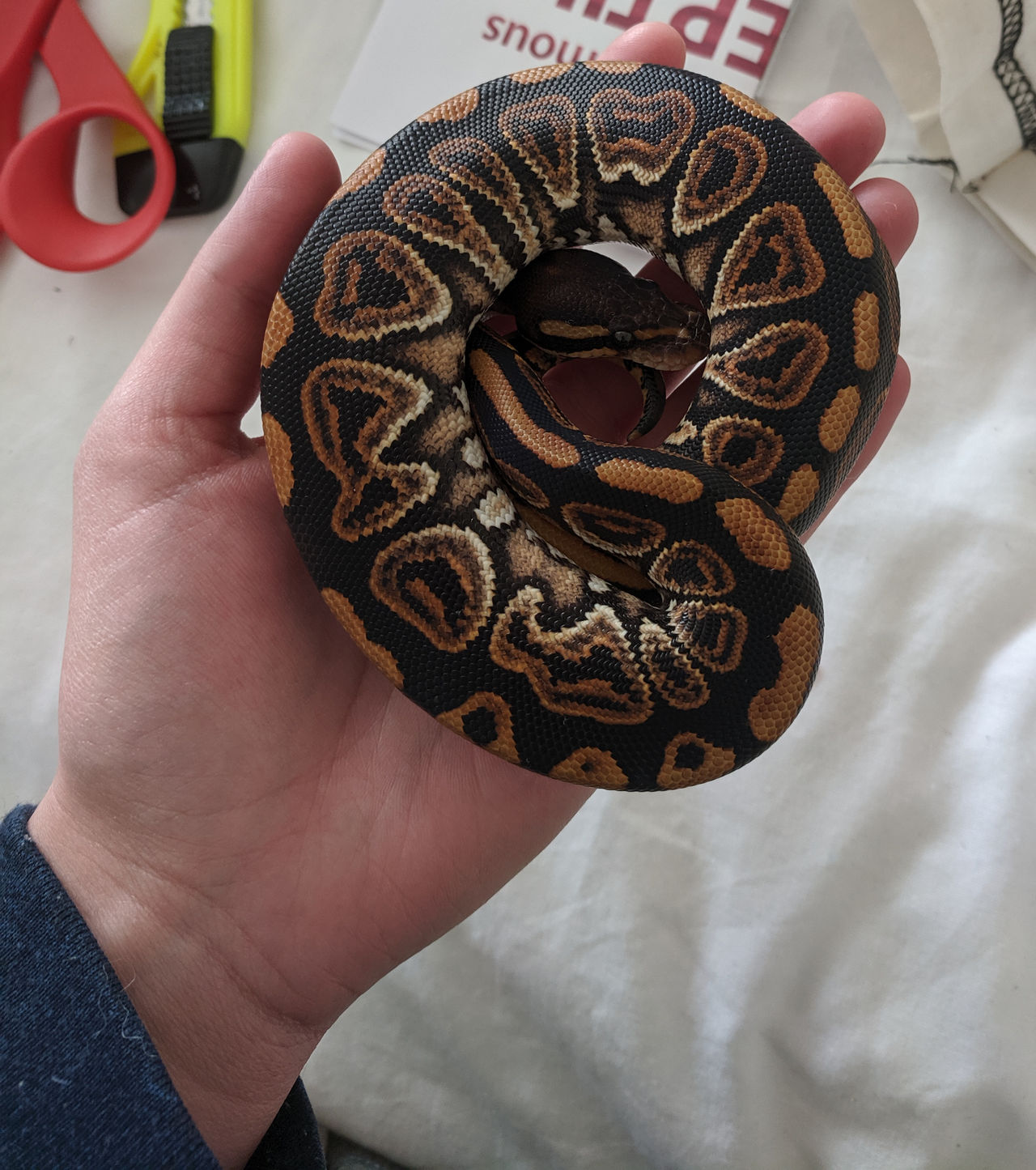 Baby Ball Python Stock 01 by WolfHavenWoods on DeviantArt