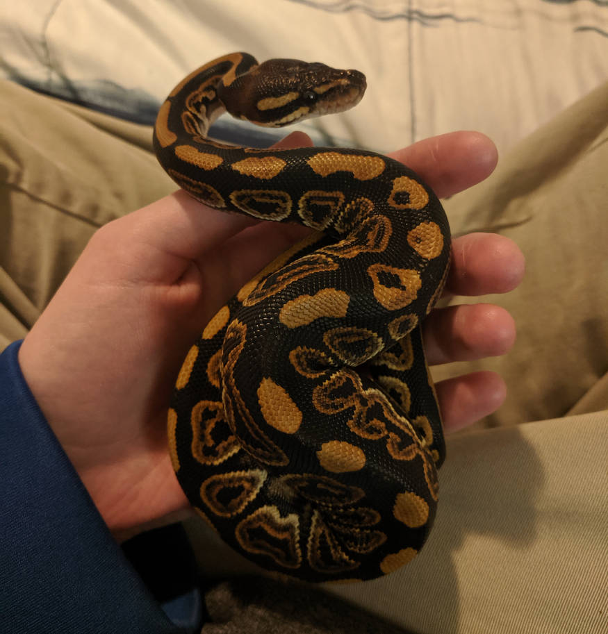 Snuggle Ball Python Baby Ball Python Stock 08 by WolfHavenWoods on DeviantArt