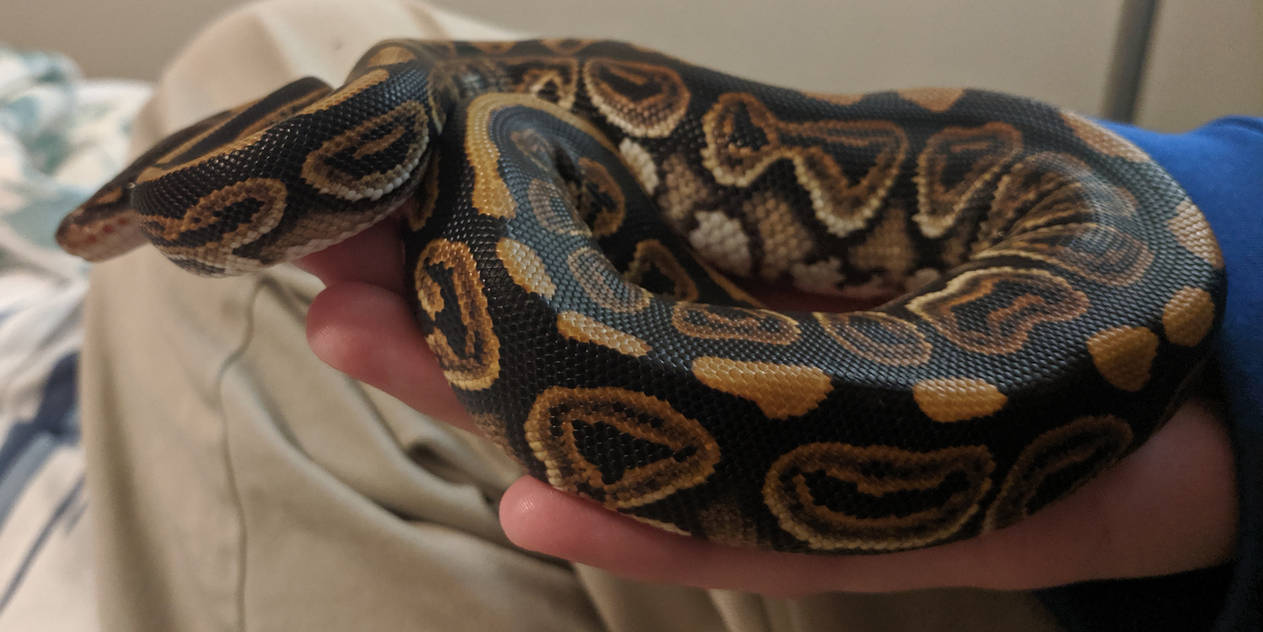 1 Year Ball Python Baby Ball Python Stock 13 by WolfHavenWoods on DeviantArt