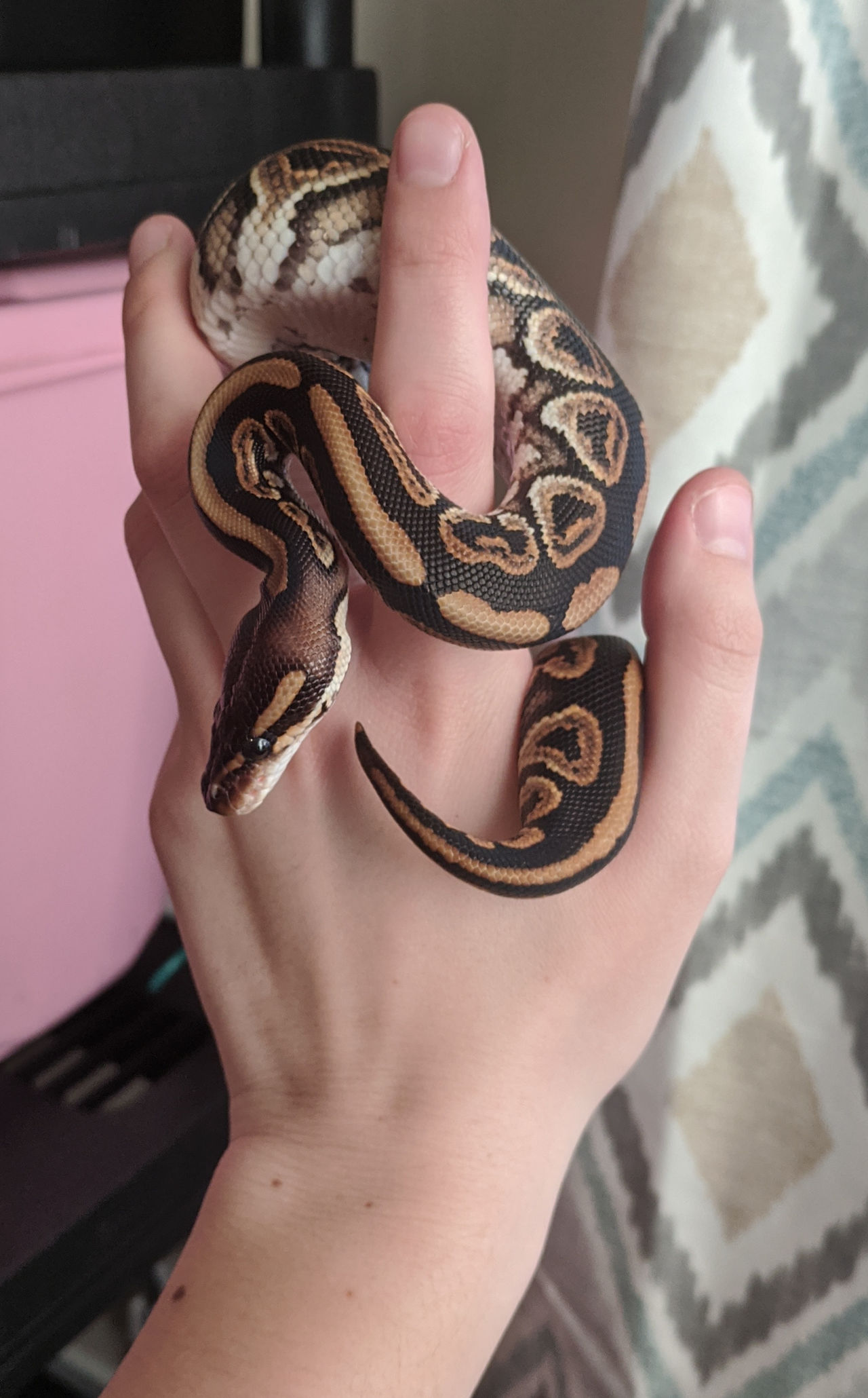 Baby Ball Python Handling Stock 34 by WolfHavenWoods on DeviantArt