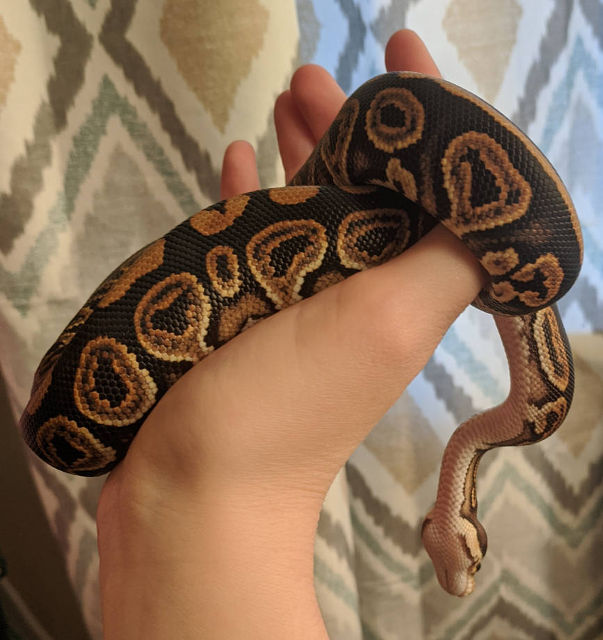 Baby Ball Python Handling Stock 35 by WolfHavenWoods on DeviantArt