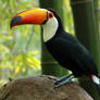 Toco Toucan