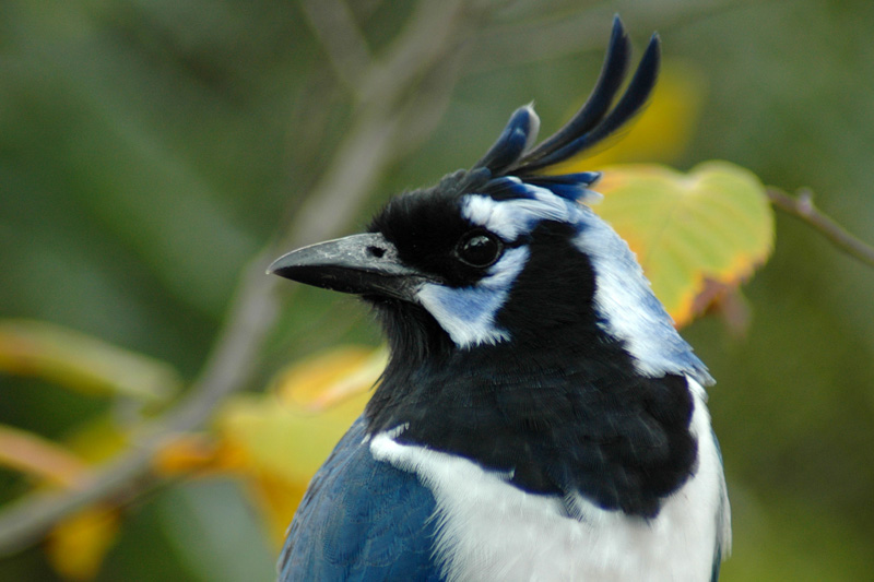 Black-Throated Magpie Jay