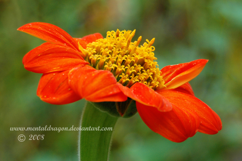 Fall Flower