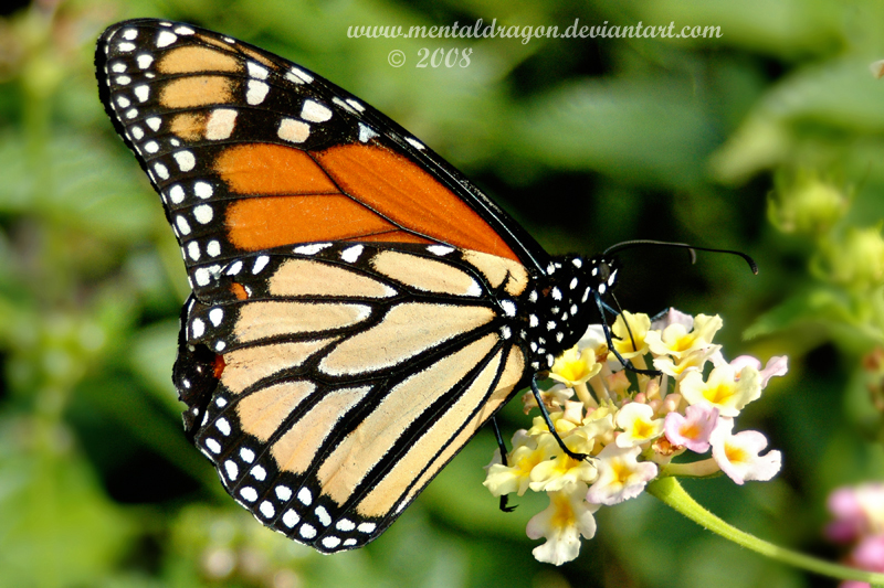 Monarch Butterfly