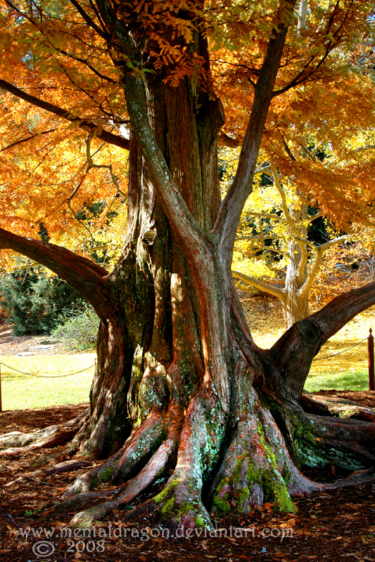 Dawn Redwood