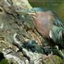 Little Green Heron