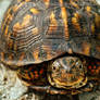 Box Turtle