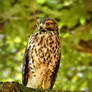 Red Shouldered Hawk