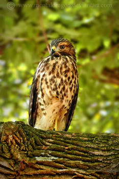 Red Shouldered Hawk