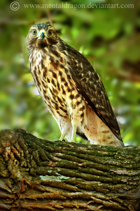 Red Shouldered Hawk II