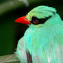 Blue-Green Magpie 2