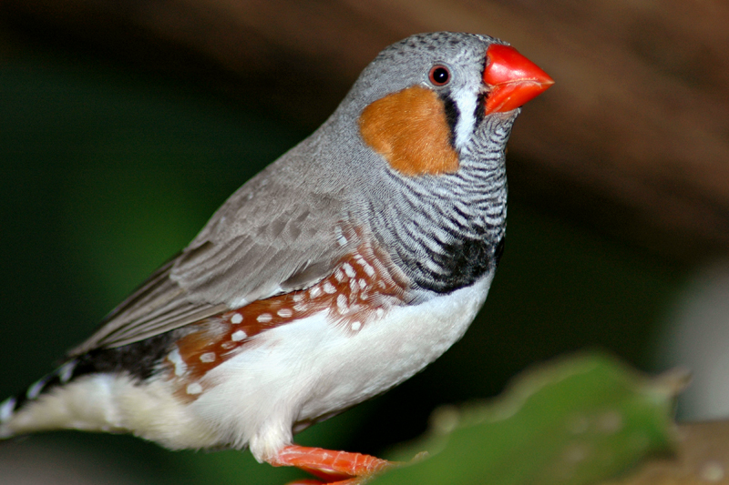 Male Zebra Finch