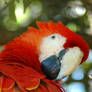 Macaw