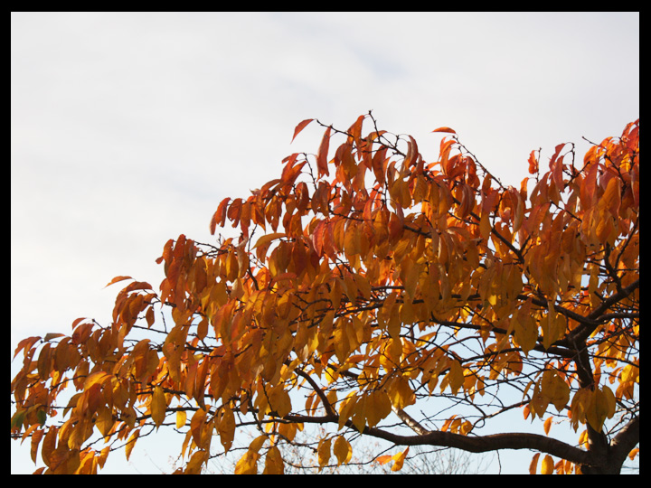 Burning leaves in autumn