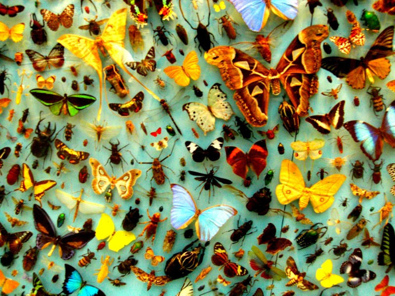 Butterflies Desktop