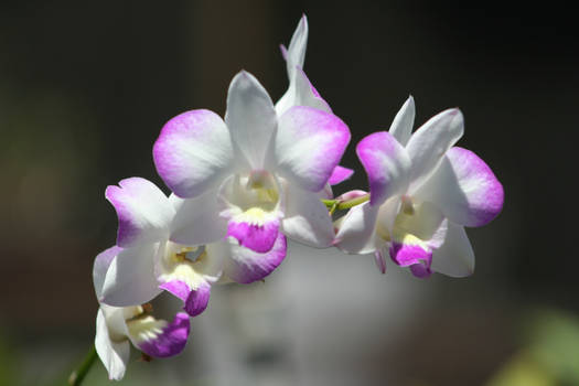 Orchids 1798