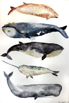 Whale Study