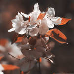 Floralcosm III - tone by wroth