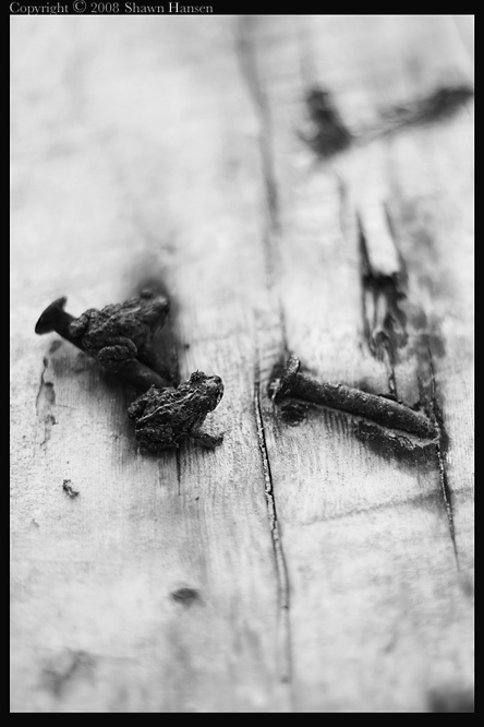 Two Toads Two Nails - bw