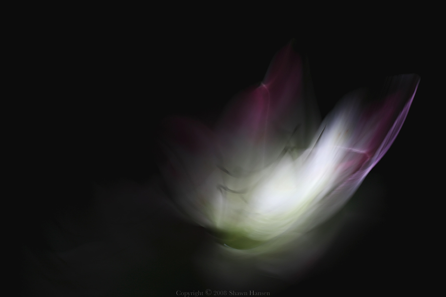 Lilies Falling II