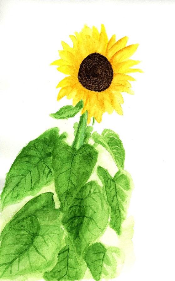 Sunflower