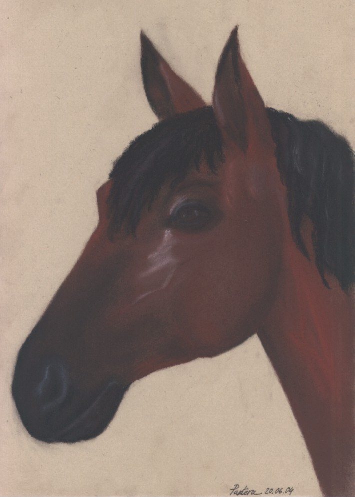 Head of horse