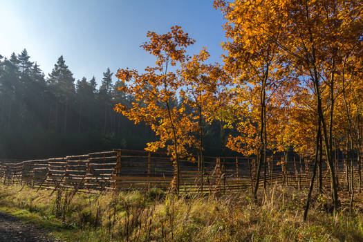 Young trees in orange