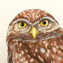 Burrow Owl Doodle