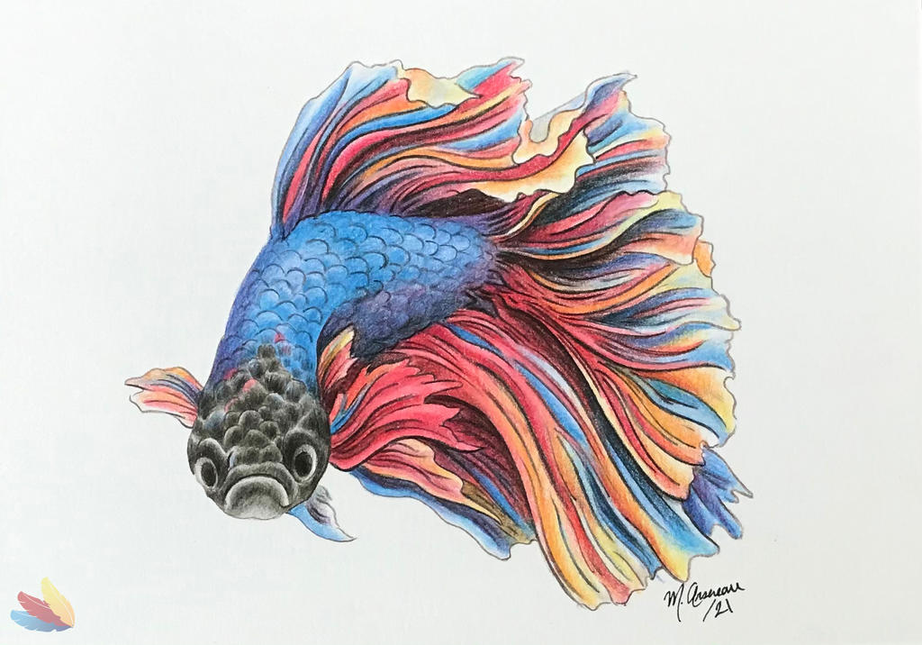 Two Fish Beta Ink Little Colourful Beta Fish by TheArtsyPuffin on DeviantArt