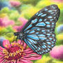 Blue Tiger Butterfly Drawing